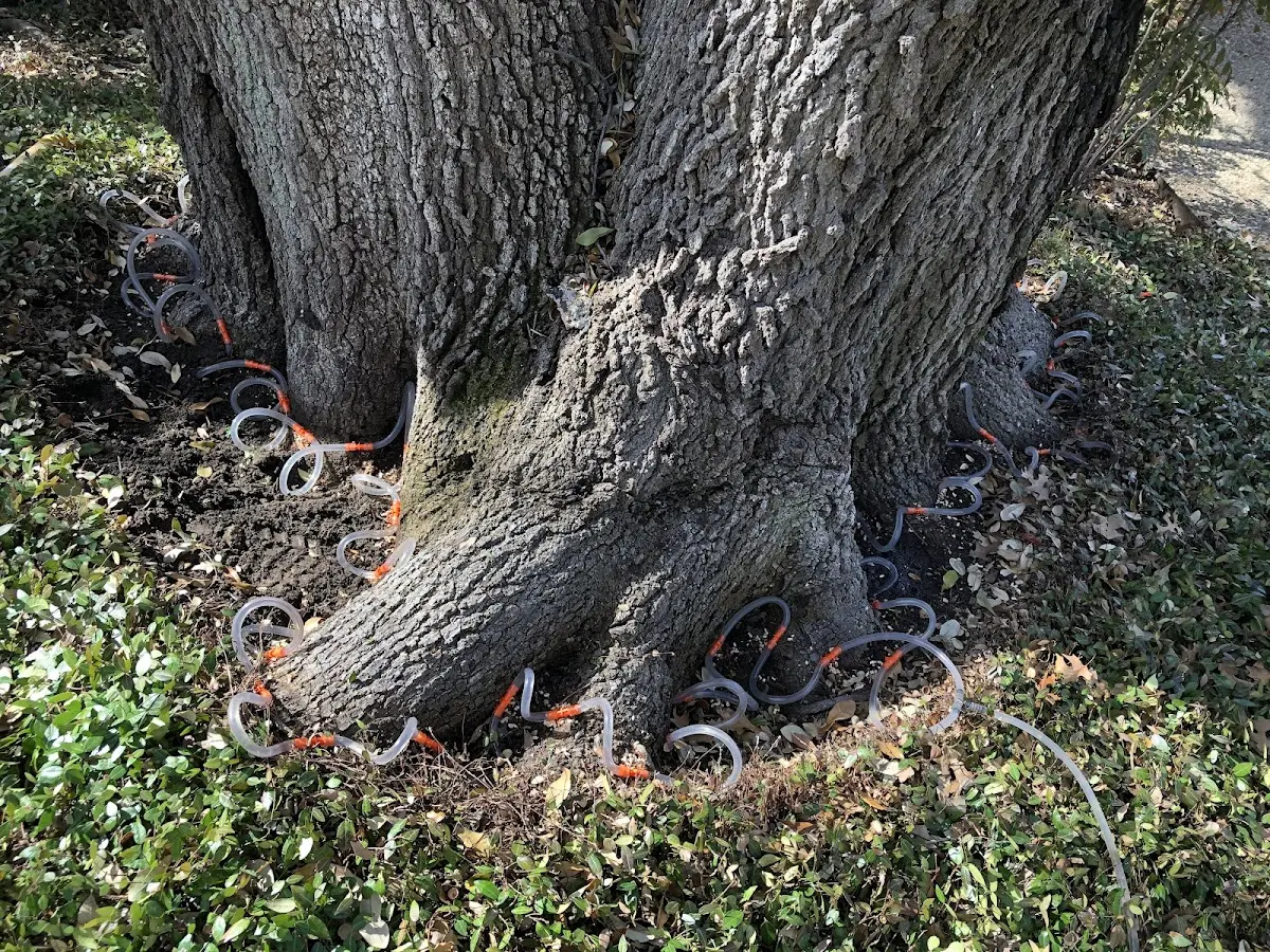 Detailed Tree Cabling and Bracing job site in Aberdeen Proving Ground