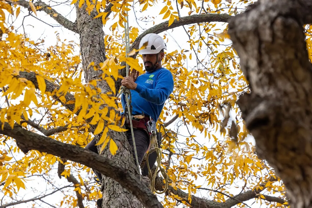 Skilled Tree Pruning crew working in Aberdeen Proving Ground