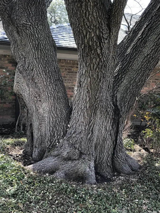 Mature heritage tree close to a Aberdeen Proving Ground property cared for by certified arborists
